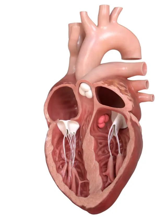 Transcatheter Tricuspid Valve Replacement: A Guide for Patients