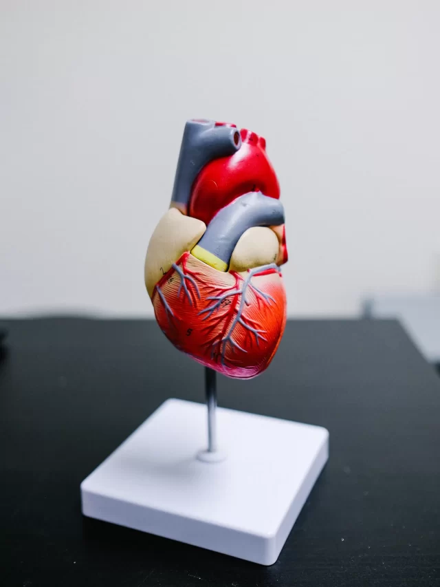hand-drawn-illustration-human-heart-anatomy
